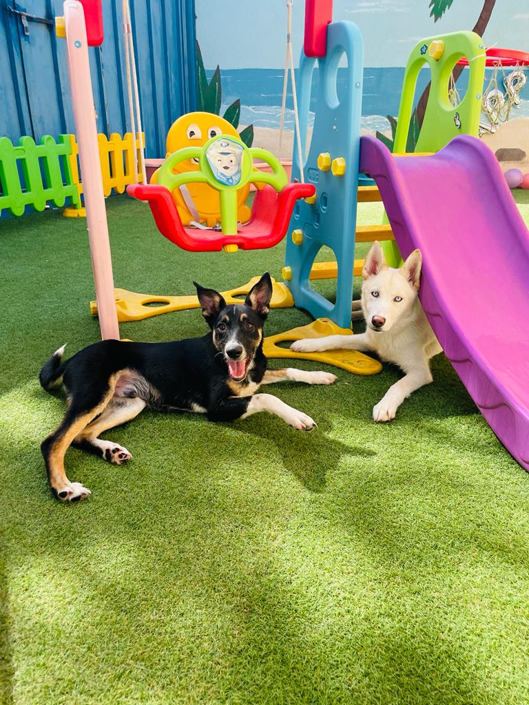 My Buddy Pet Care Best pet care in Dubai